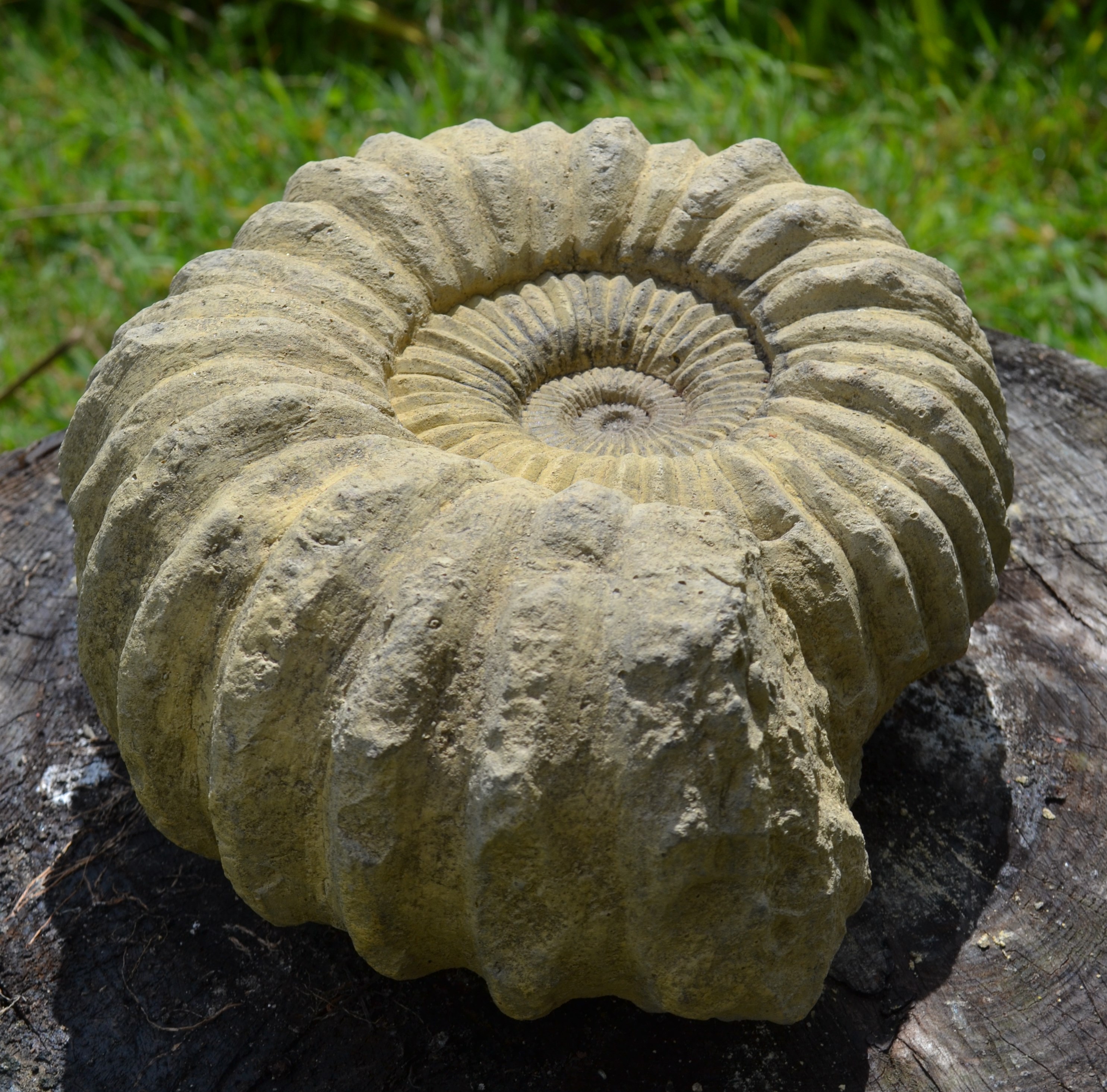Ammonite fossil frost proof stone home or garden ornament 23cm w x 10cm